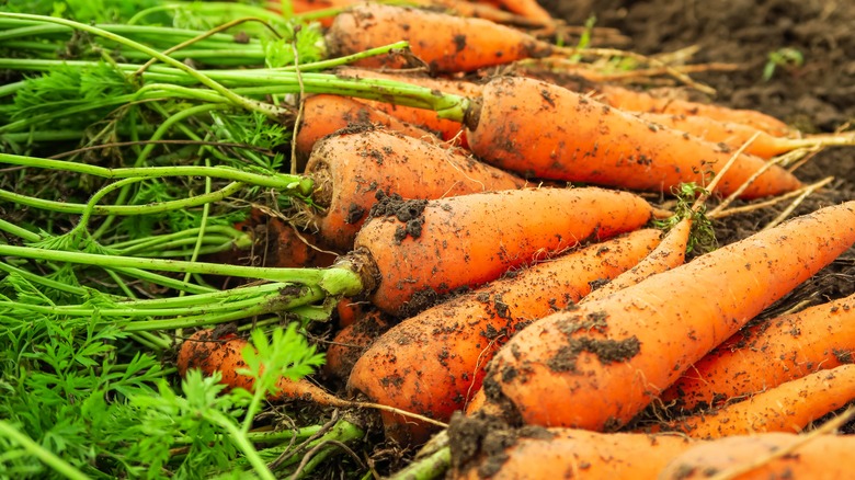 Fresh carrots lying on dirt
