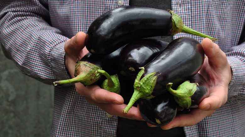 Hands holding assorted eggplants