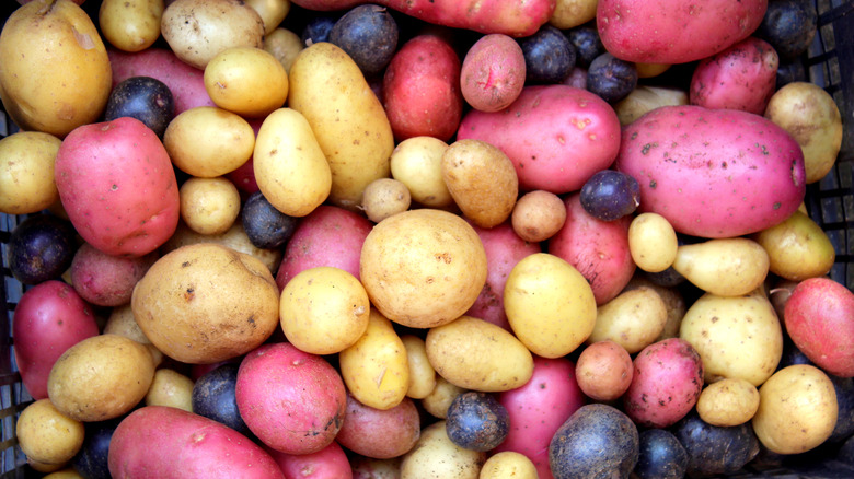 Red, purple, and yellow potatoes