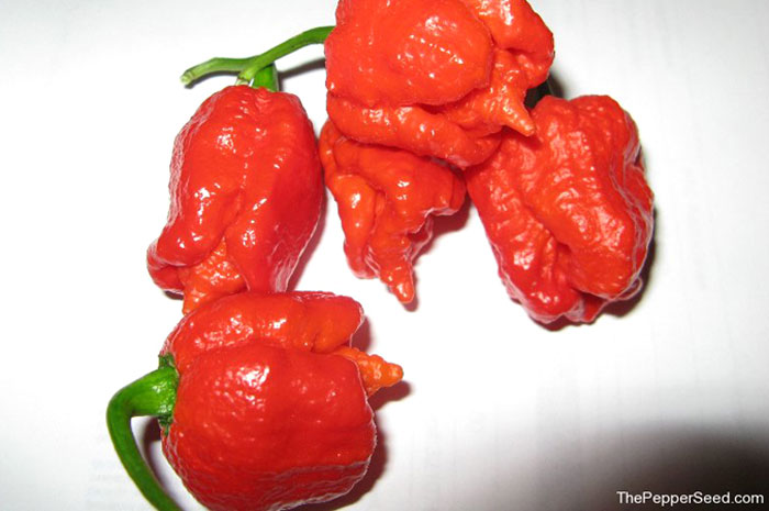 9 7 Pot Red From The 11 Spiciest Chile Peppers On Earth Slideshow