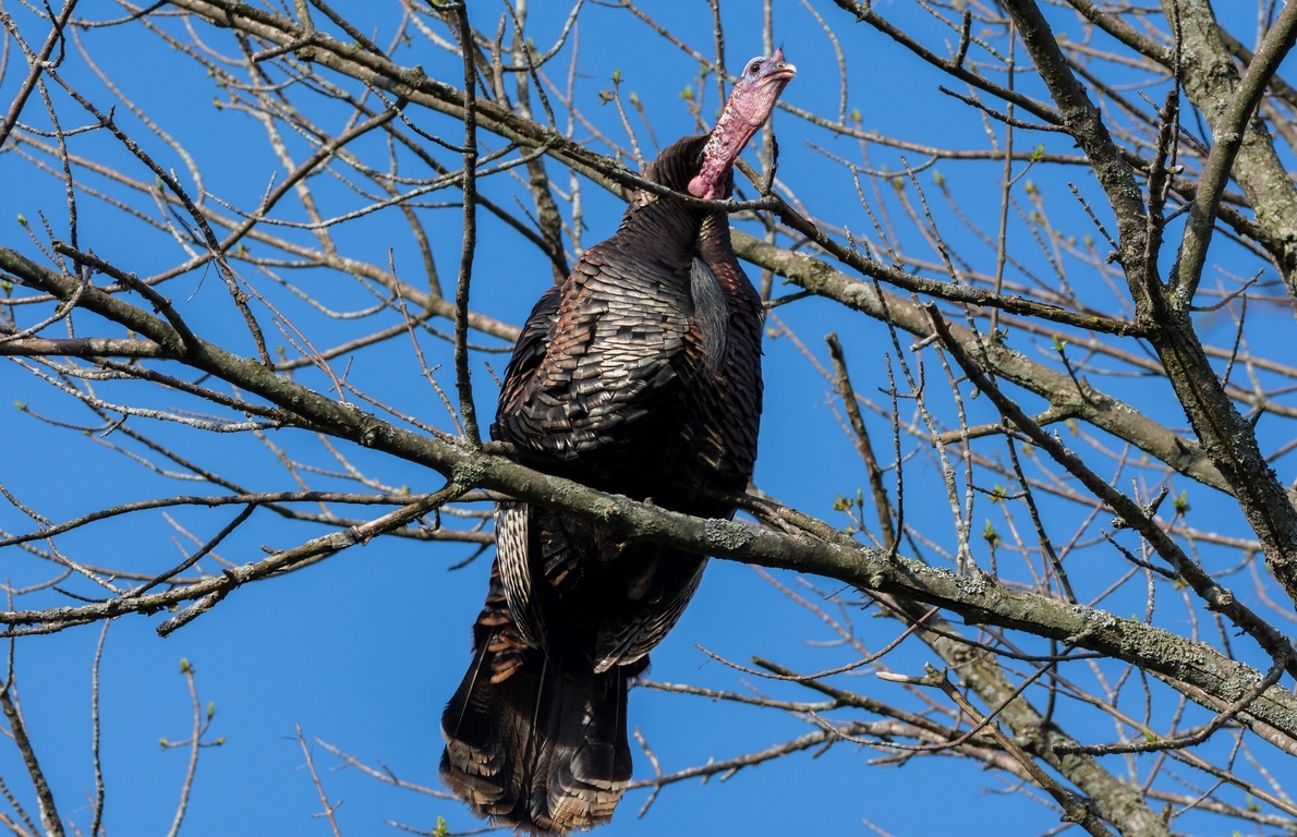 They Sleep in Trees from 25 Things You Didn’t Know About Turkey - The ...