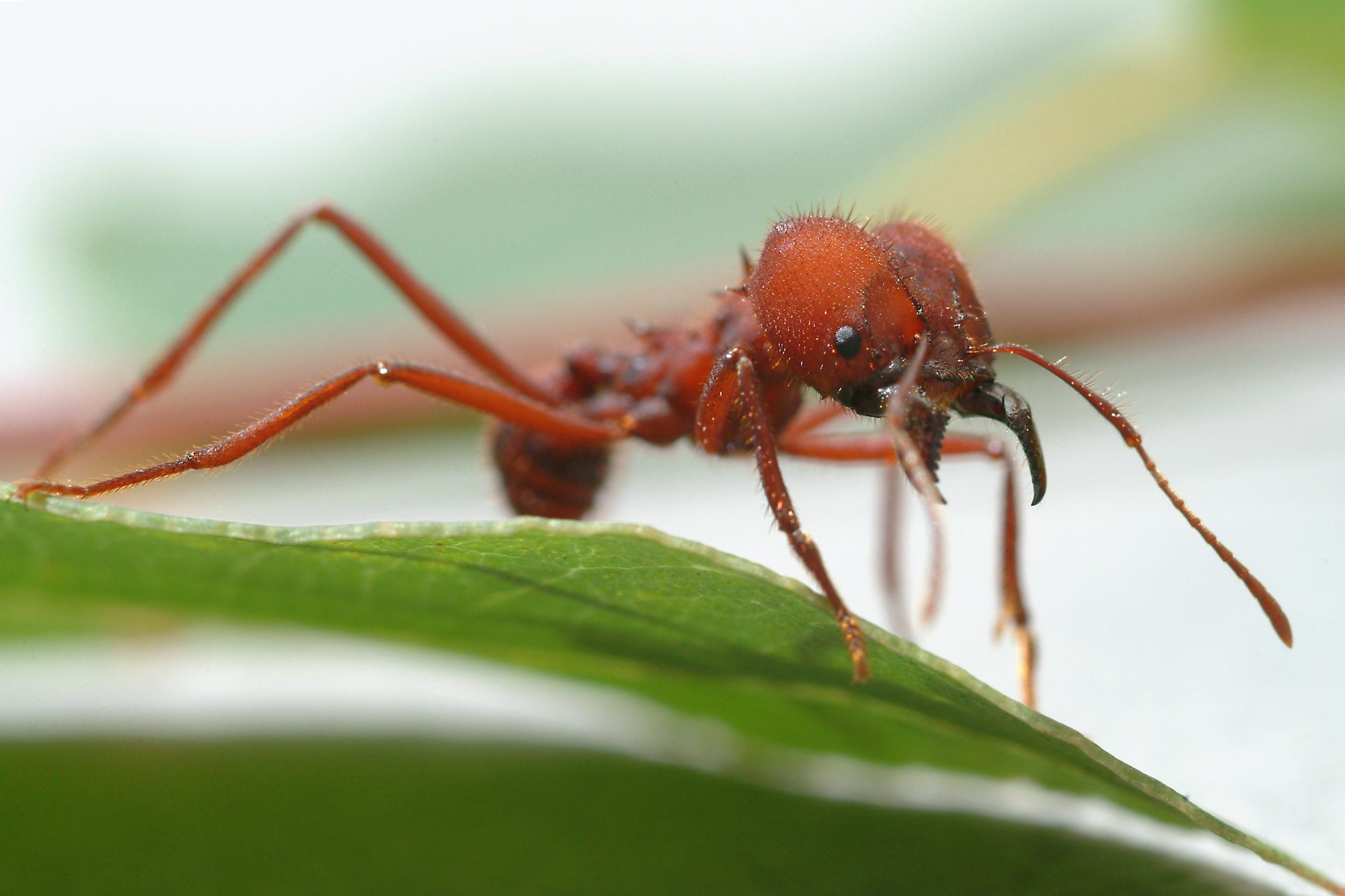 Leaf Cutter Ants from Slideshow: 20 Weirdest Aphrodisiacs Around the