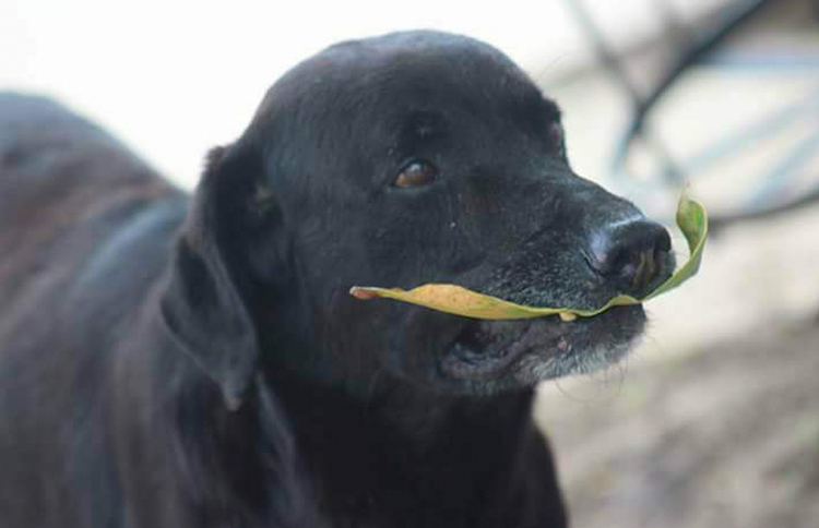 This Dog Uses Leaves To Buy Treats