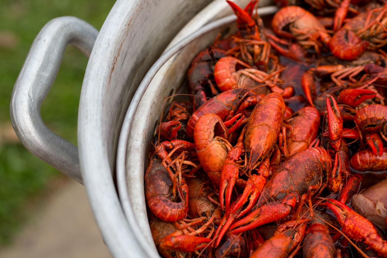 crayfish-crawfish-crawdad-from-pop-or-soda-hero-or-sub-13-regional