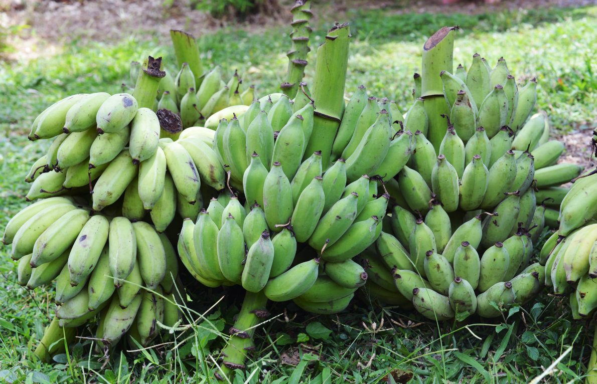 Banana plantation